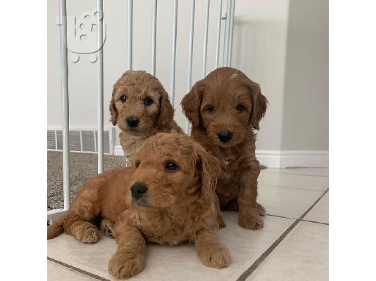 PoulaTo: Εκπληκτικά κουτάβια Goldendoodle